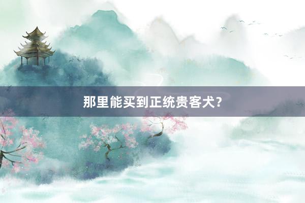 那里能买到正统贵客犬？